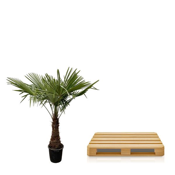 Trachycarpus – 220 cm – Ø45