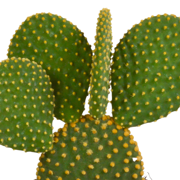Opuntia microdasys - 12cm - zonder pot