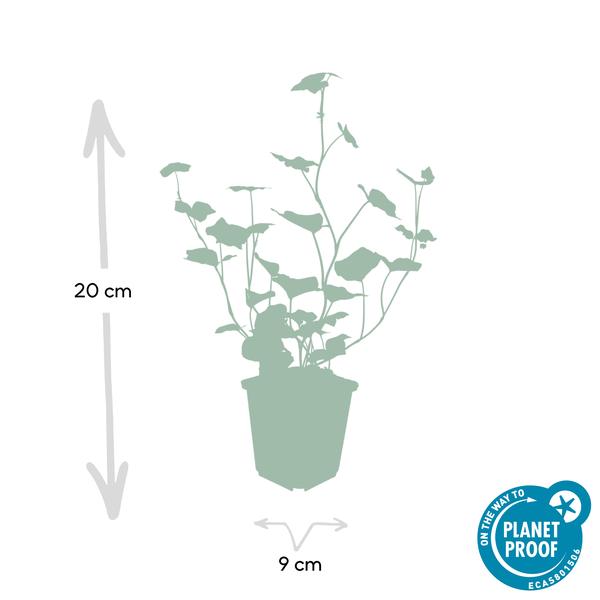 Hedera Hibernica - ↕10-25cm - Ø9cm - 6x