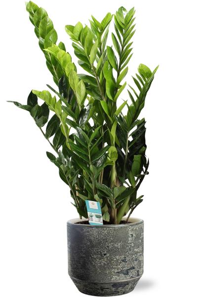 Zamioculcas Zamiifolia - Ø21cm - ↕95cm + Lars Pot D24x22cm - Grijs