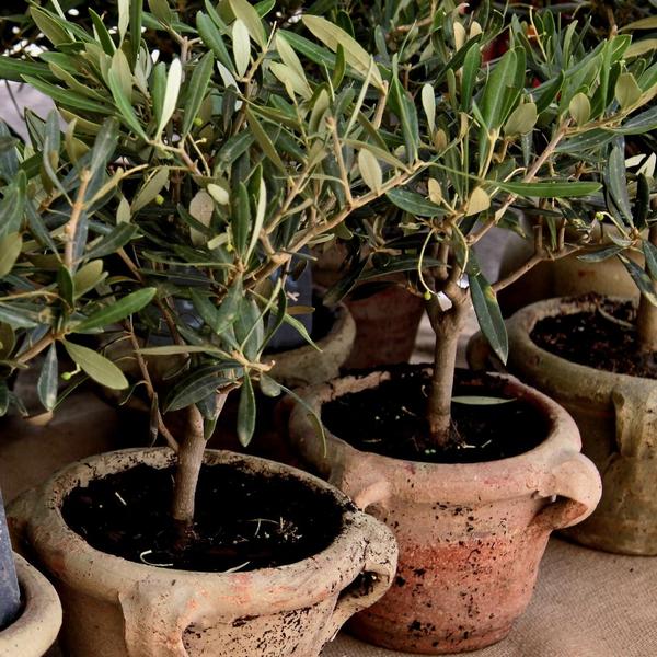 Mediterrane Potgrond 40 Liter inclusief wortelverbeteraar voor olijfbomen, citrus en palmen