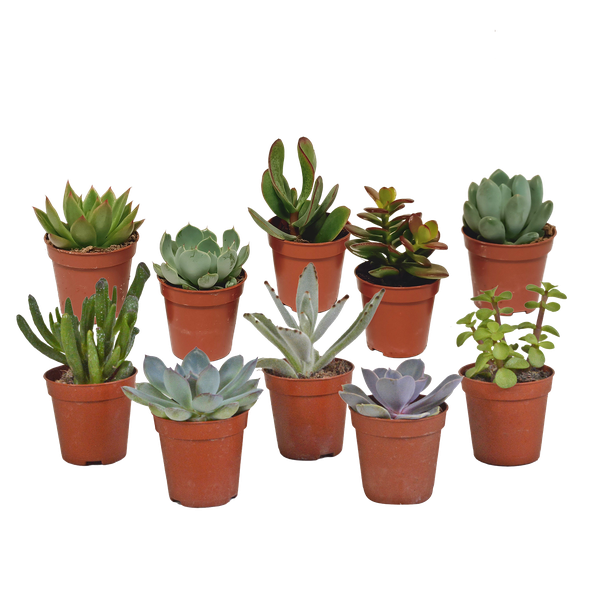 Vetplanten mix 5.5 cm - 10x - zonder pot