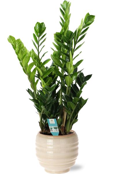 Zamioculcas - Ø21cm - ↕100cm + Dalmine Pot D22x20cm - Wit