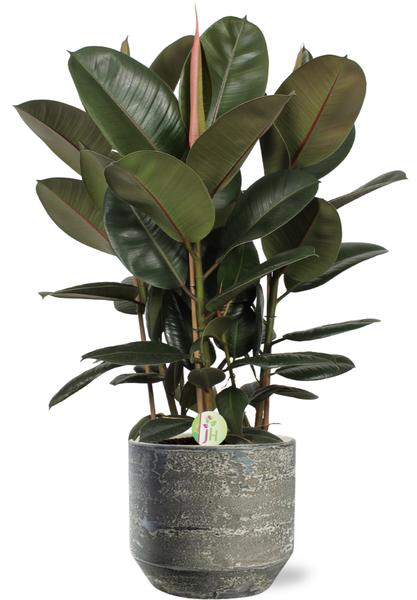 Ficus Robusta - Ø27cm - ↕90cm + Lars Pot D29x26cm - Grijs