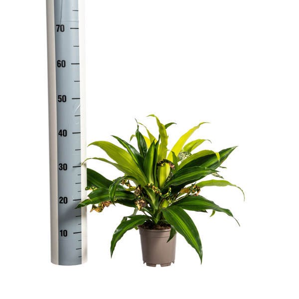 Mixed Combo zonder pot