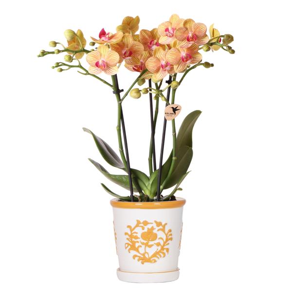 Oranje orchidee Jamaica met Malaga sierpot oranje