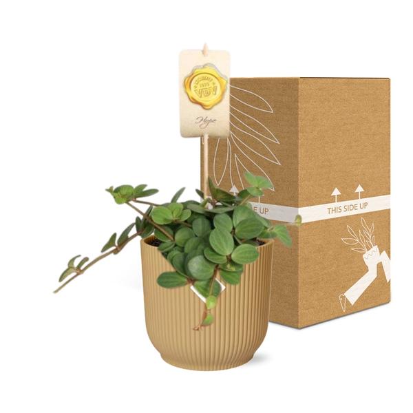 Peperomia &