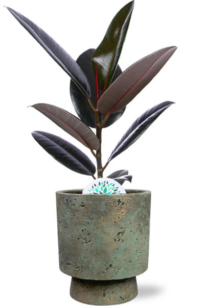 Ficus Elastica Abidjan - Ø17cm - ↕60cm + Pot Aily D19x23cm - Groen