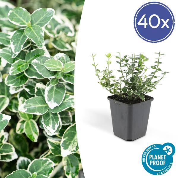Euonymus &