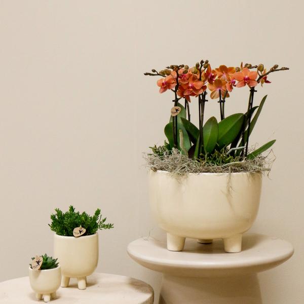 Oranje Plantenset in Gummy dish inclusief waterreservoir