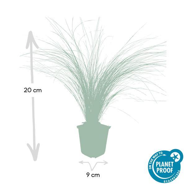 Stipa tenuissima &