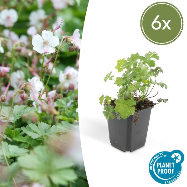 Geranium cant. &
