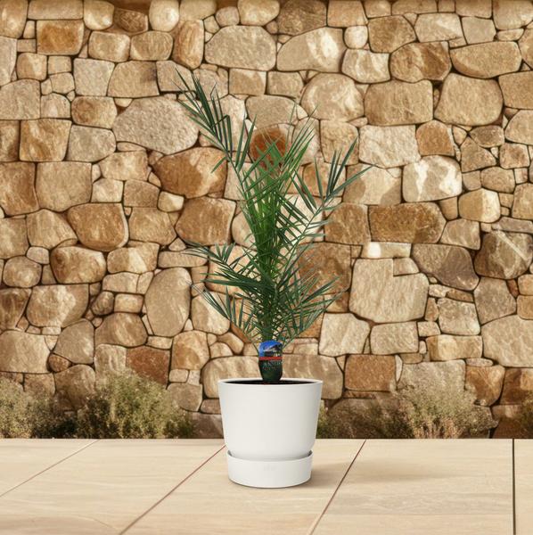 Arecaceae - Phoenix Canariensis