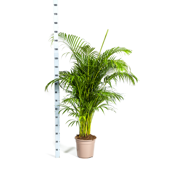 Dypsis lutescens Ø27cm - ↕160cm