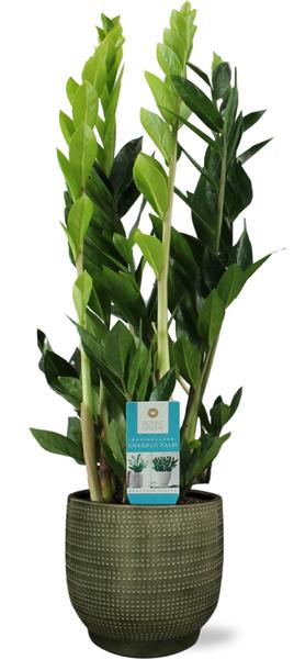 Zamioculcas Zamiifolia - Ø17cm - ↕70cm + Lykke Pot D18x16cm - Groen