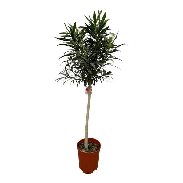 Nerium Oleander op Stam - Rode Bloem L