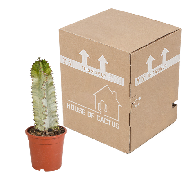 Euphorbia marmorata 17 cm