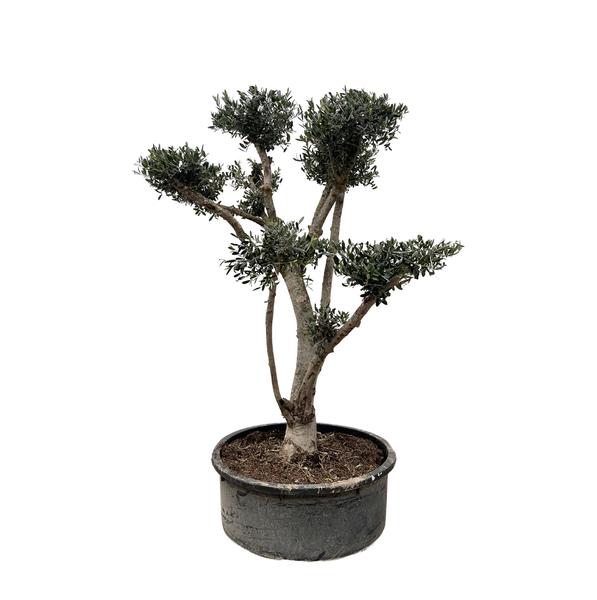 Olea Europaea Pompon – 210 cm – Ø80