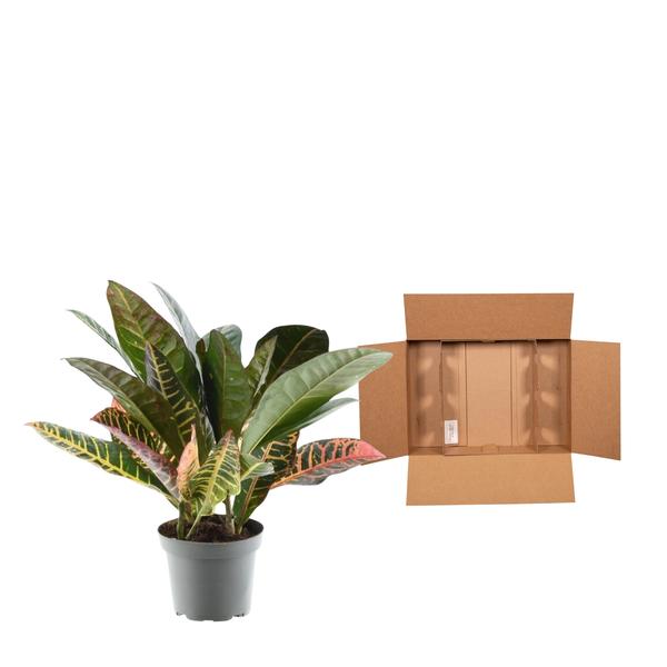 Codiaeum variegatum &