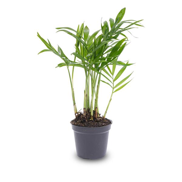 Parlour Palm - Chamaedorea elegans &