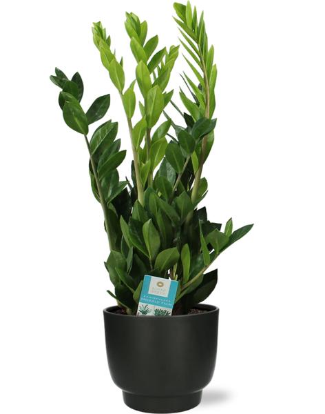 Zamioculcas Zamiifolia - Ø17cm - ↕65cm + Potenza Pot D17,5x15cm - Zwart