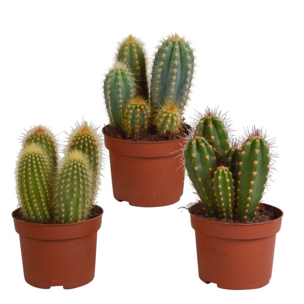 Cereus mix 10,5cm - 3x - zonder pot