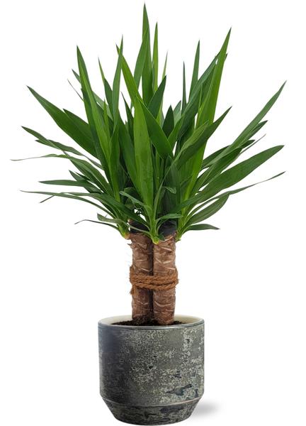 Yucca "Tres Cañas" - Ø19cm - ↕70cm + Lars Pot D20x18cm - Grijs