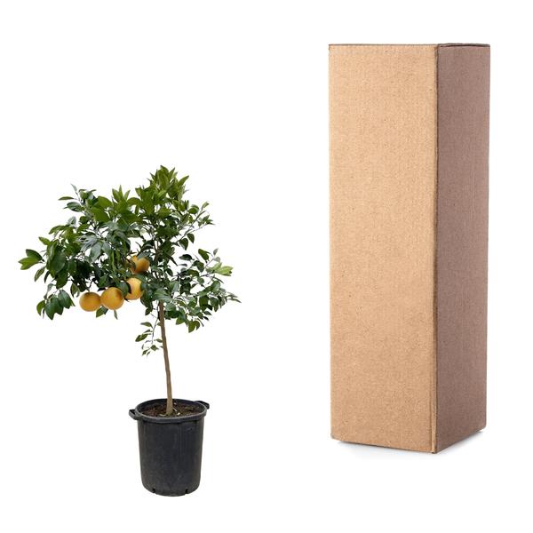 Zitrus Pompelmo - 150 cm - ø40