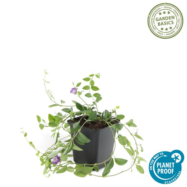 Vinca minor &