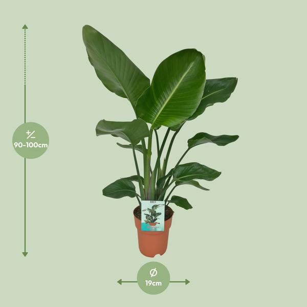 Strelitzia Nicolai - Paradijsvogelplant - Ø19cm - ↕90cm