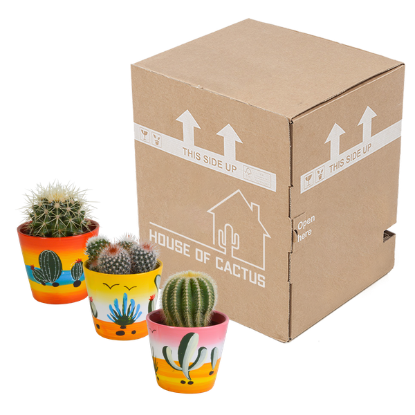 Bolcactus mix 8,5 cm | 3 stuks - in Mexicaanse pot