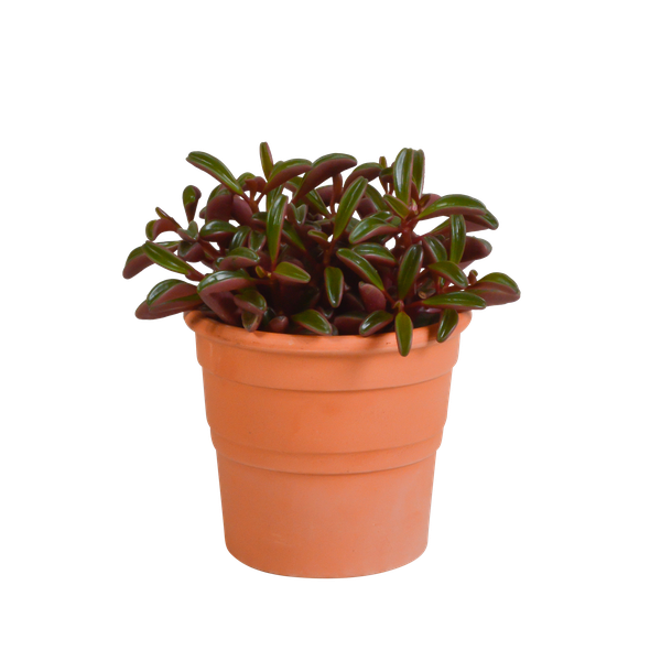 Peperomia graveolens - in terracotta pot