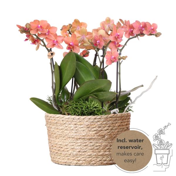 Oranje Plantenset in Reed Basket inclusief waterreservoir