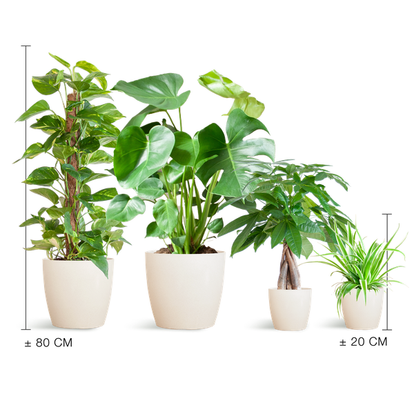 Easy care Plantenbox 4 sterke kamerplanten met vibers pot