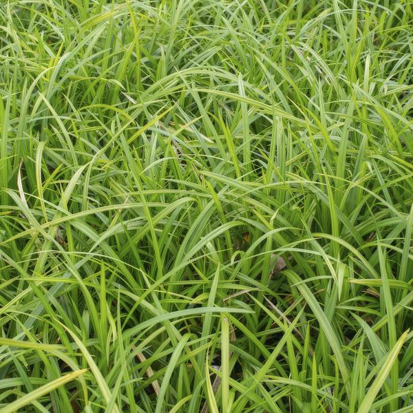 Carex morrowii &