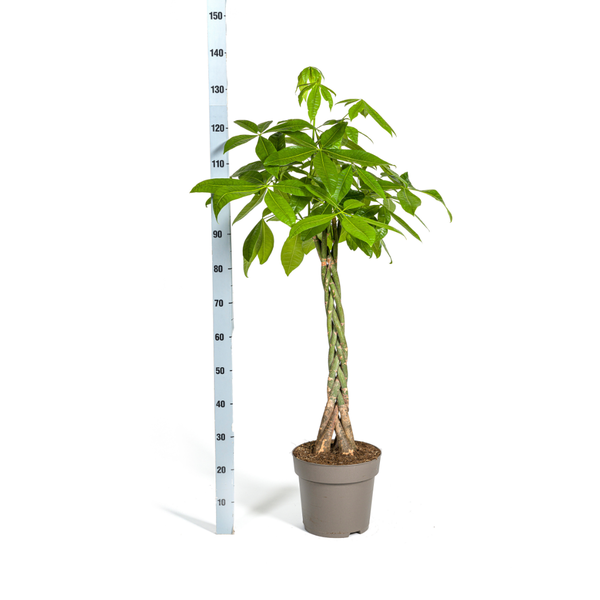 Pachira Aquatica zonder pot