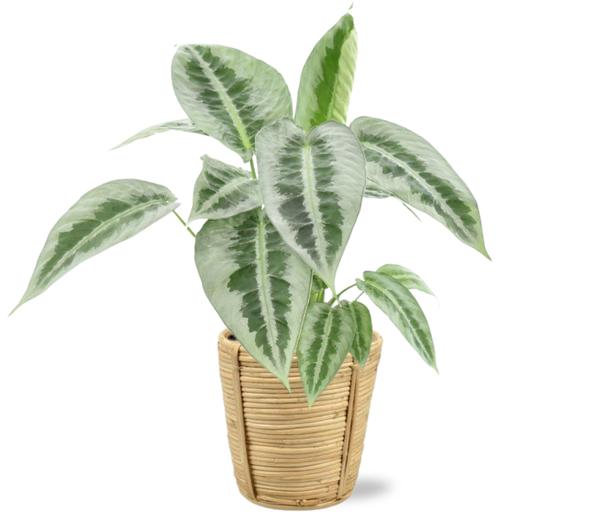 Schismatoglottus Mottleyana - Ø14cm - ↕45cm + Bibek Pot D15x15cm - Naturel