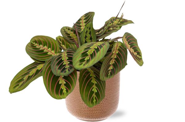 Maranta Fascinator - Ø12cm - ↕20cm + Aresso Pot D13x12,5cm - Bruin