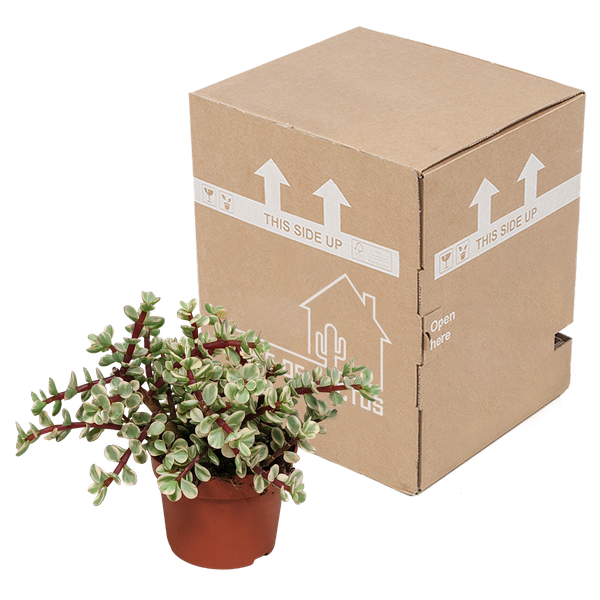 Portulacaria afra Variegata 10,5cm - zonder pot