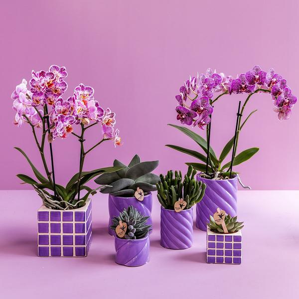 Mosa sierpot lilac 9 cm