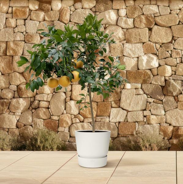 Zitrus Pompelmo - 150 cm - ø40