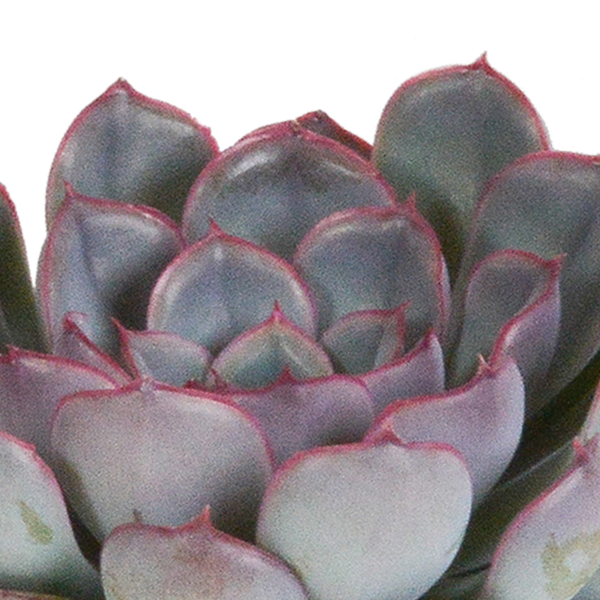 Echeveria mix 8.5 cm - 3x - zonder pot