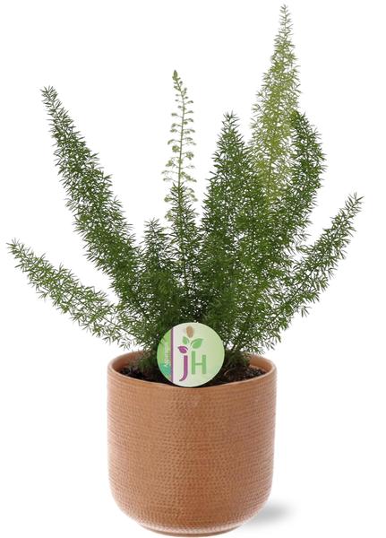 Asparagus D. Meyers - Ø17cm - ↕50cm + Aresso Pot D18x16,5cm - Bruin