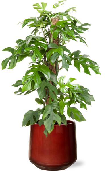 Monstera Minima - Ø19cm - ↕80cm + Puglia Pot D21/23,5x21cm - Rood