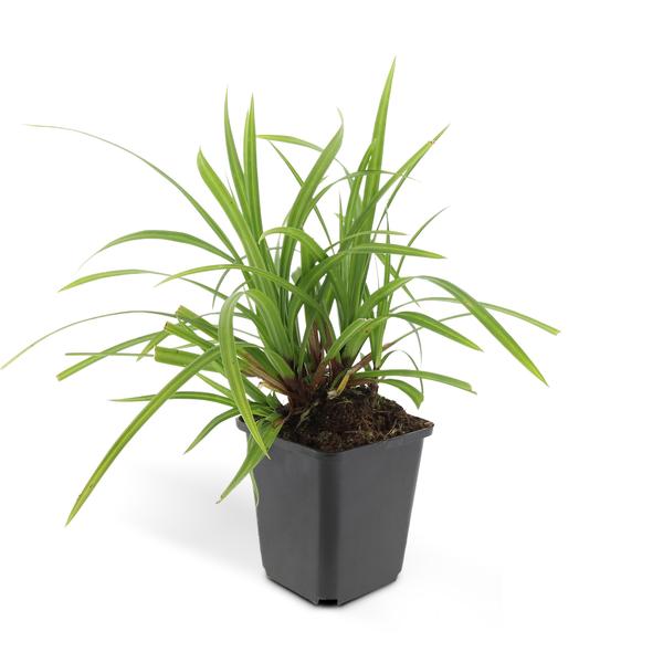 Carex morrowii &