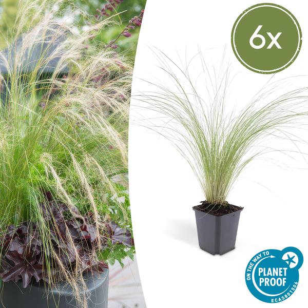 Stipa tenuissima &