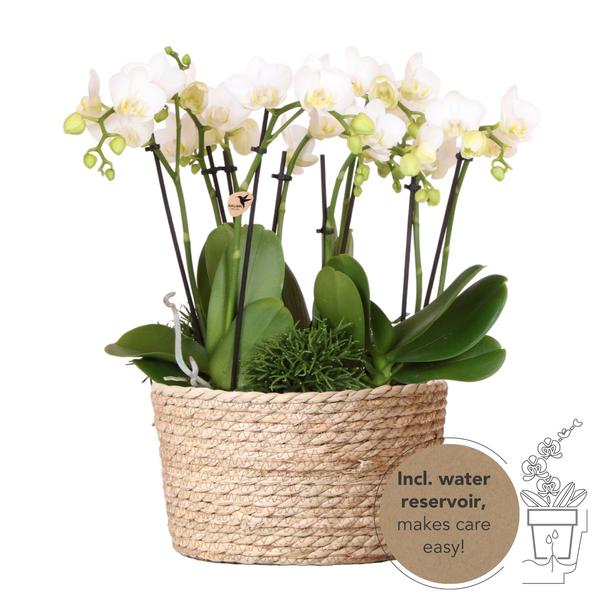 Drie Witte Plantenset in Reed Basket inclusief Waterreservoir