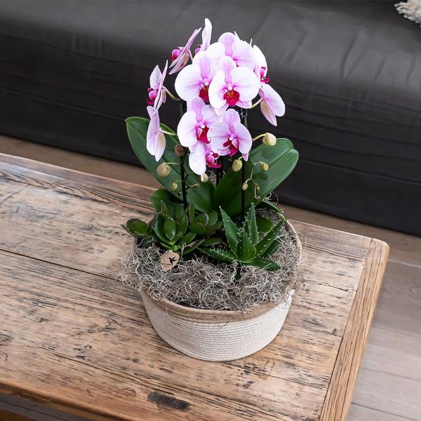 Kolibri Orchids | roze Phalaenopsis orchidee - Niagara Fall - potmaat Ø9cm | bloeiende kamerplant - vers van de kweker
