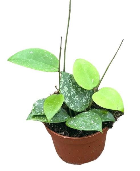 Hoya Parasitica Splash - Ø10,5cm - ↕10cm