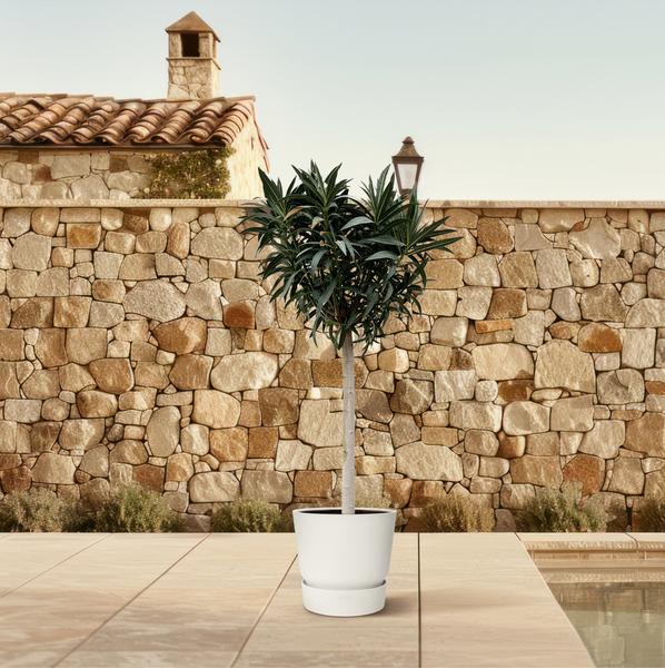 Nerium Oleander auf Stiel mit rosa Blüte – 200 cm – Ø35